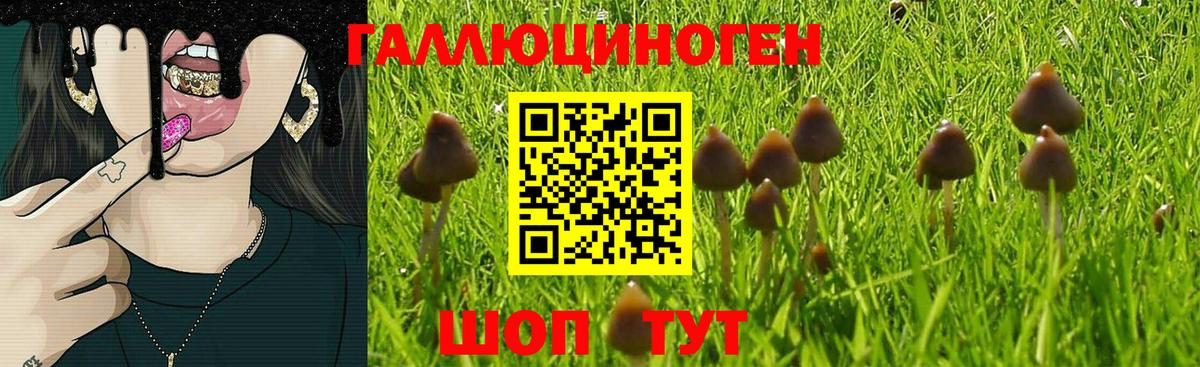 Галлюциногенные грибы Psilocybe Кострома